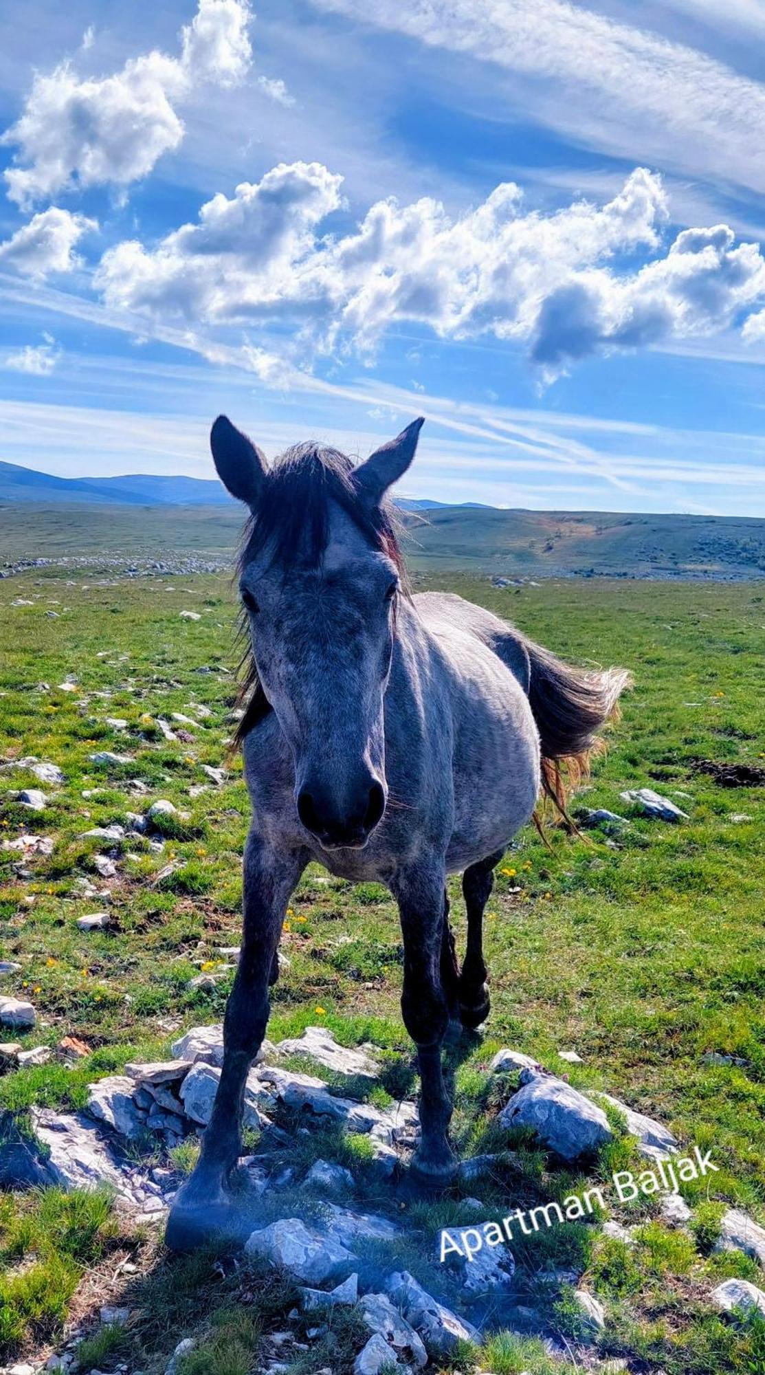 Apartman Baljak Livno Esterno foto