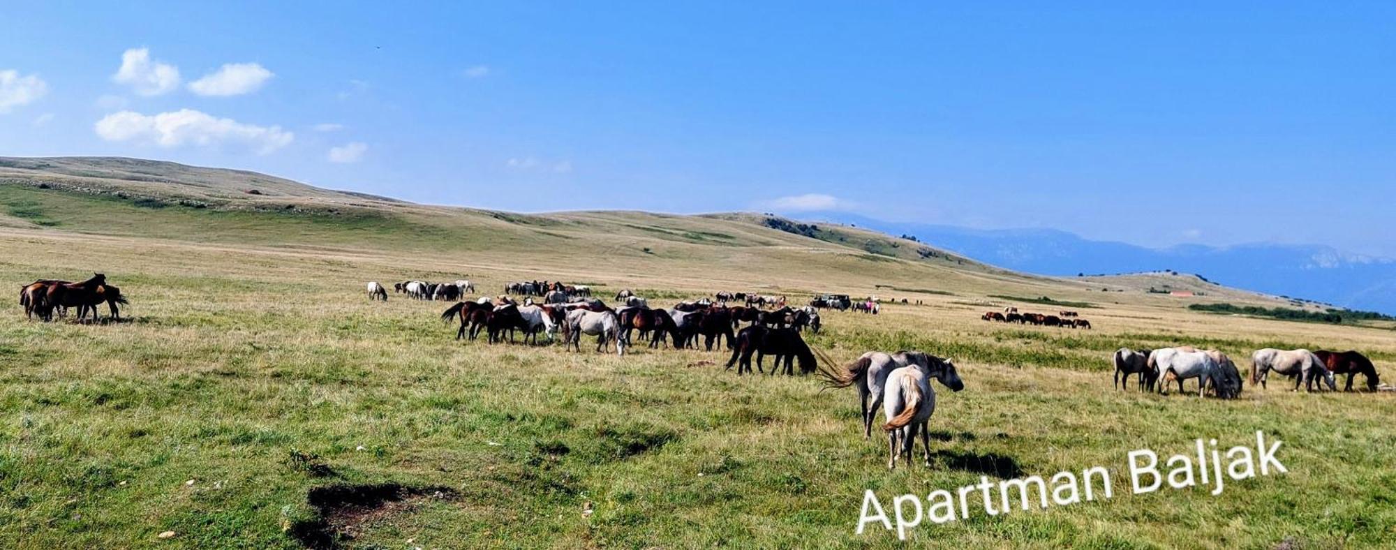 Apartman Baljak Livno Esterno foto